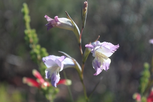 Image of Brownies (Gladiolus mutabilis) by (c) kevin koen, some rights reserved (CC BY-SA)