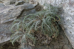 Lepidium sisymbrioides