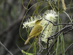 Yellow Honeyeater photo 2