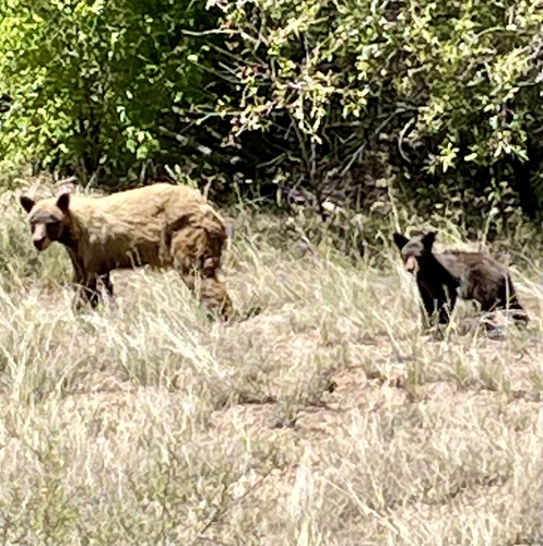 American Black Bear photographed in New Mexico