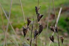 Camassia leichtlinii