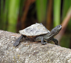 Ouachita Map Turtle photo 3