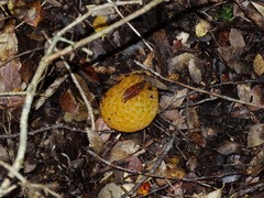 Cyttaria hariotii