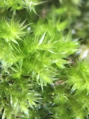 Hypnum resupinatum
