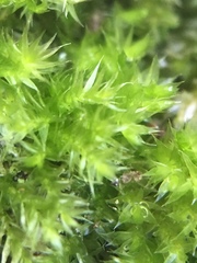 Hypnum resupinatum
