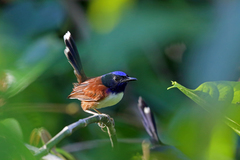 Emperor Fairywren photo 2