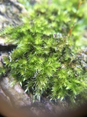 Hypnum resupinatum