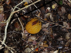Cyttaria hariotii