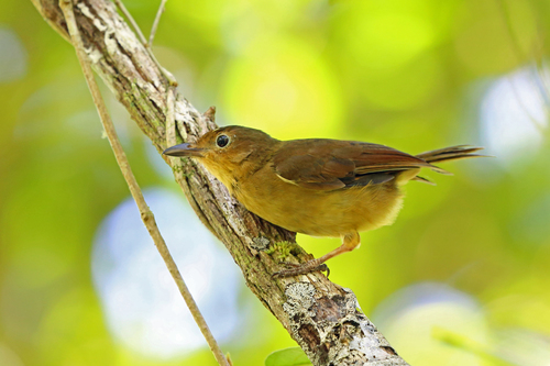 Pachycephala melanorhyncha