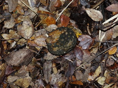Cyttaria hariotii
