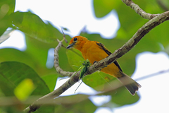 Golden Monarch photo 2