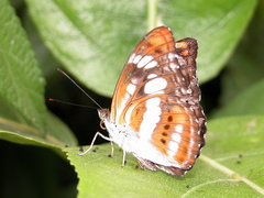 Athyma inara