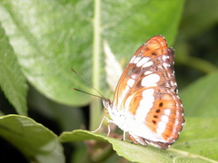 Athyma inara
