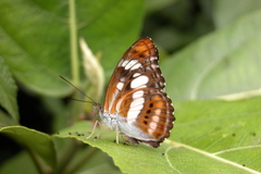 Athyma inara
