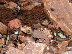 Polyura bharata