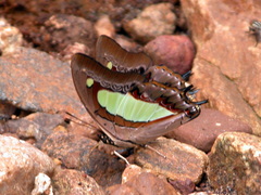 Polyura bharata