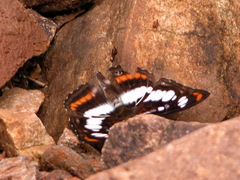 Athyma inara