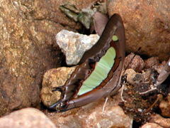 Polyura bharata