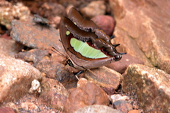Polyura bharata
