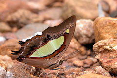 Polyura bharata