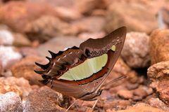 Polyura bharata
