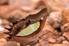 Polyura bharata
