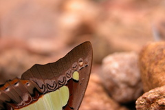 Polyura bharata