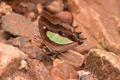 Polyura bharata