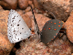 Solenosthedium rubropunctatum
