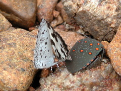 Solenosthedium rubropunctatum
