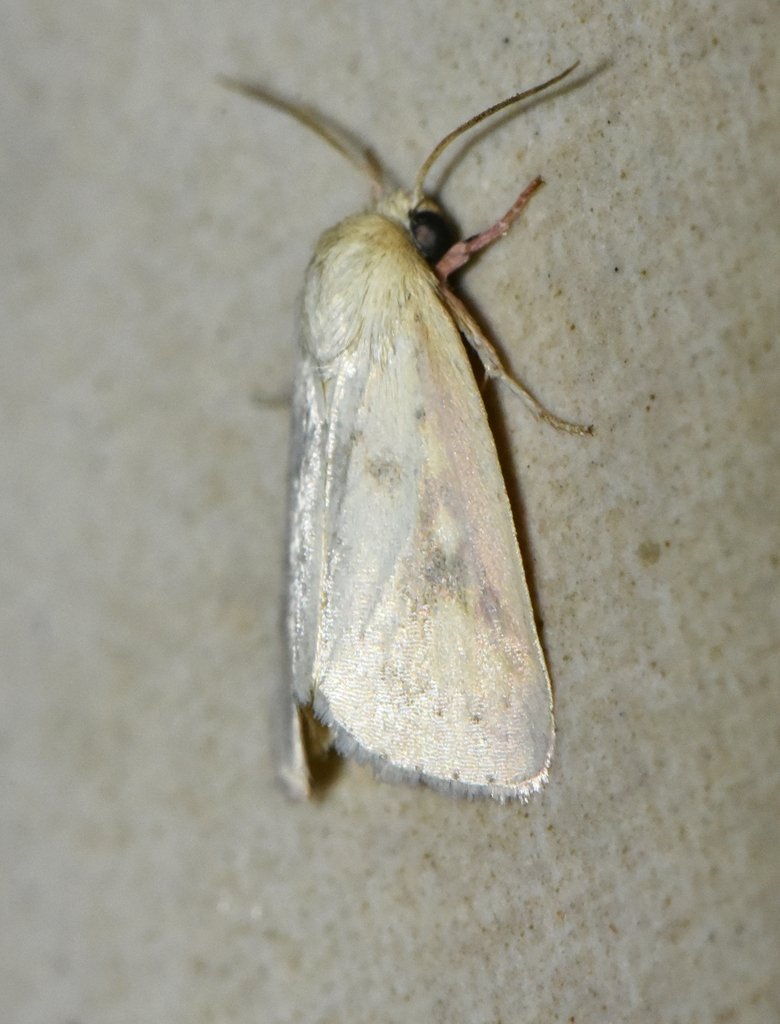 Heliothis prochaskai