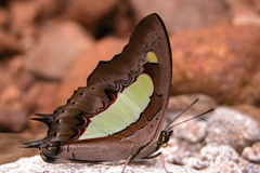 Polyura bharata