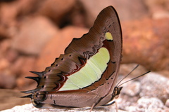 Polyura bharata