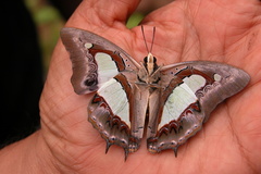 Polyura bharata