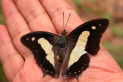 Polyura bharata
