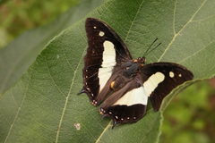 Polyura bharata