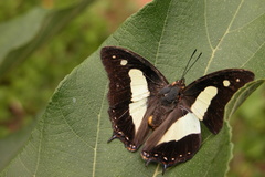 Polyura bharata