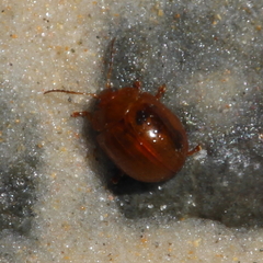 Dicranosterna semipunctata