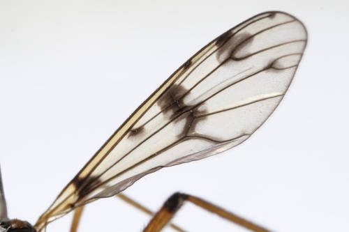 orange-marked cranefly, photo 2 of 10