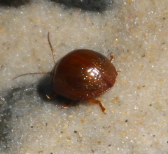 Dicranosterna semipunctata