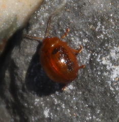 Dicranosterna semipunctata