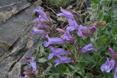 Penstemon montanus