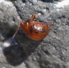 Dicranosterna semipunctata