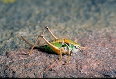 Anonconotus pusillus