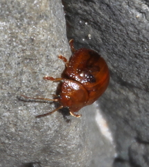 Dicranosterna semipunctata