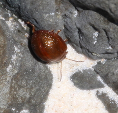 Dicranosterna semipunctata