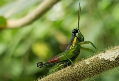 Liebermannacris dorsualis