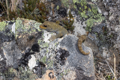 Mokopirirakau