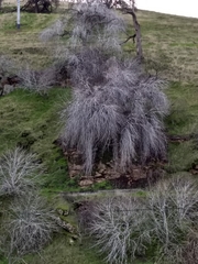 Aesculus californica