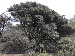 Arctostaphylos pajaroensis